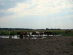 stado krów na pastwisku w Wyśmierzycach